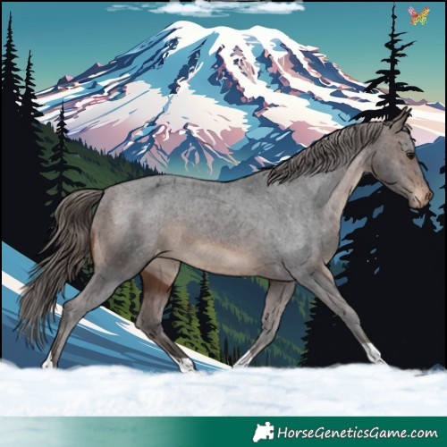 Horse Color:Brown Appaloosa 
