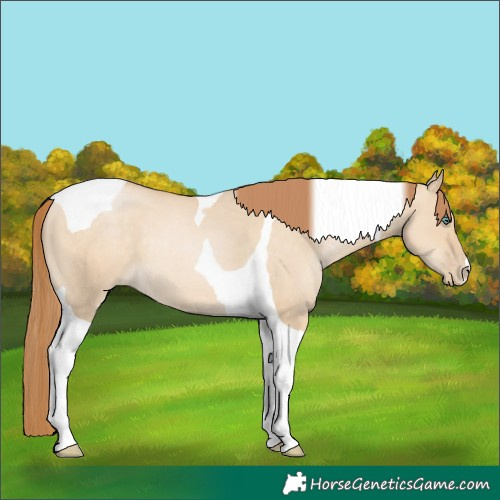 Horse Color:Smoky Grullo Pearl Tobiano 