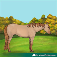 Horse Color:Red Dun 