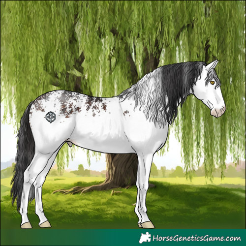 Horse Color:White Spotted Brown