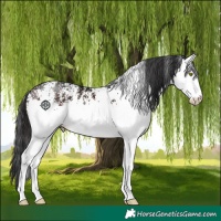 Horse Color:White Spotted Brown 
