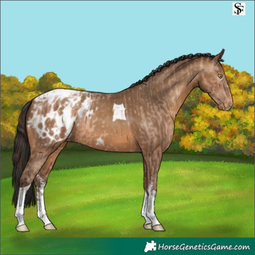 Horse Color:Amber Champagne Sabino Tobiano Appaloosa  and Gray Amber Champagne Sabino Tobiano Appaloosa 
