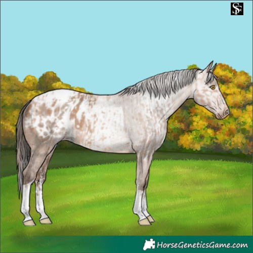 Horse Color:Amber Champagne Sabino Tobiano Blanket  and Gray Amber Champagne Sabino Tobiano Blanket 
