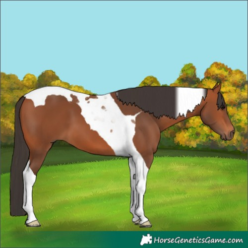 Horse Color:Bay Tobiano 