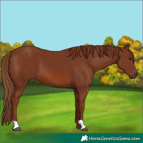 Horse Color:Chestnut 