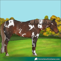 Horse Color:White Spotted Liver Chestnut Rabicano 