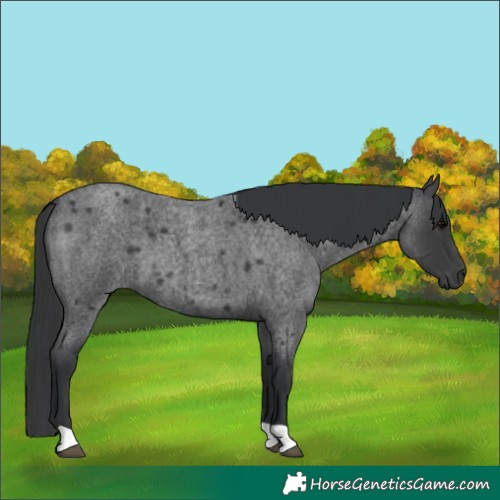 Horse Color:Blue Roan
