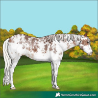 Horse Color:Silver Brown Sabino Appaloosa 