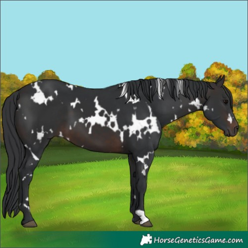 Horse Color:White Spotted Brown 