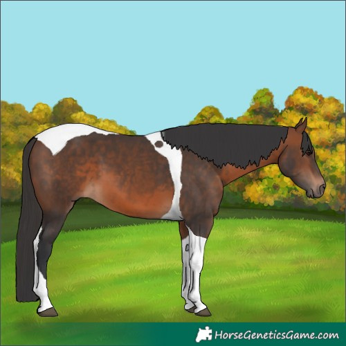 Horse Color:Brown Tobiano 