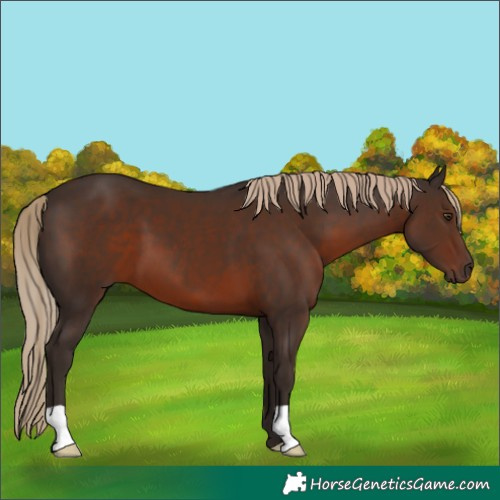 Horse Color:Liver Chestnut 