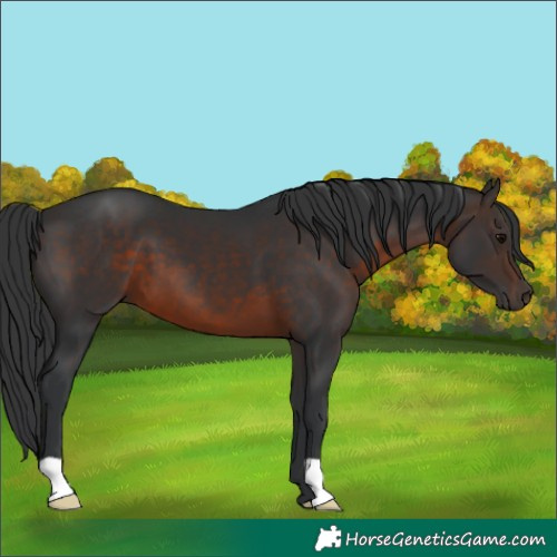 Horse Color:Brown 