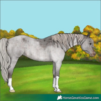 Horse Color:Silver Brown Roan Appaloosa
