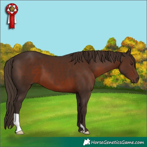 Horse Color:Liver Chestnut 