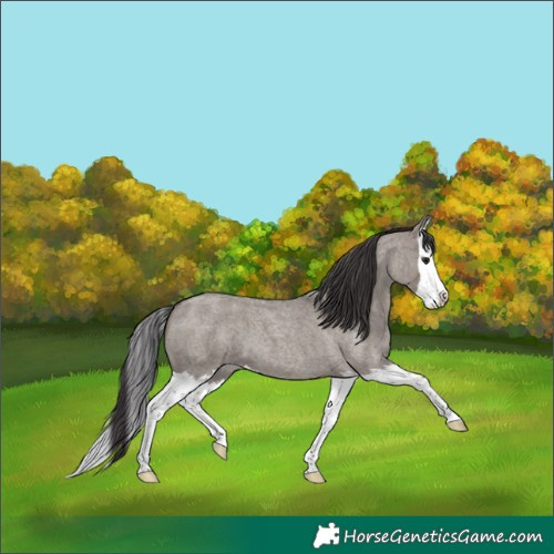 Horse Color:Smoky Grullo Roan Splash 