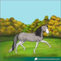 Horse Color:Smoky Grullo Roan Splash