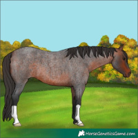 Horse Color:Bay Roan