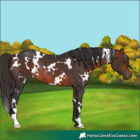 Horse Color:White Spotted Bay Rabicano