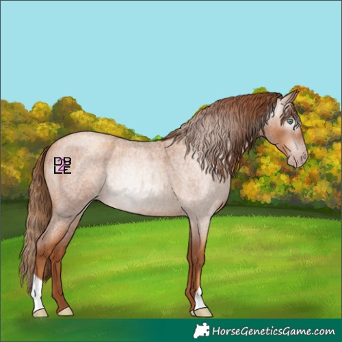 Horse Color:Gray Gold Champagne Roan Rabicano 