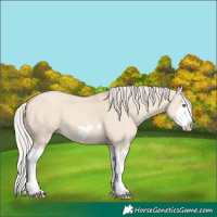 Horse Color:Silver Classic Champagne Dun Splash Frame 