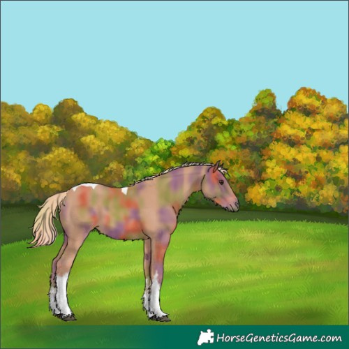Horse Color:Nacre White Spotted Chestnut Tobiano 