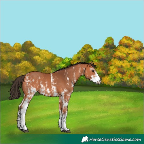 Horse Color:Bay Sabino