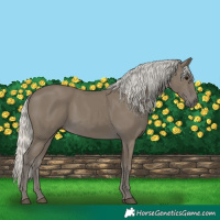Horse Color:Silver Smoky Black 