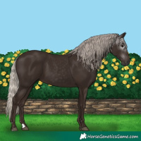 Horse Color:Gray Silver Black 