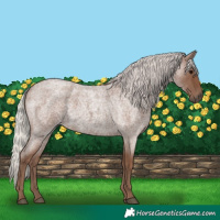 Horse Color:Silver Blue Roan
