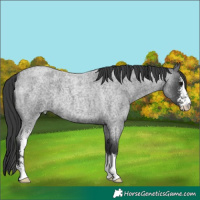 Horse Color:Blue Roan Sabino 