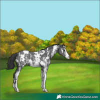 Horse Color:White Spotted Black Sabino 