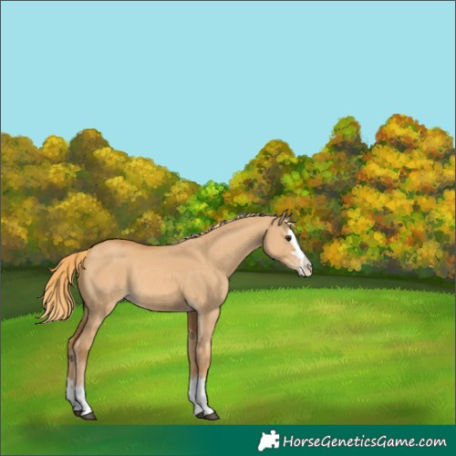 Horse Color:Red Dun Splash