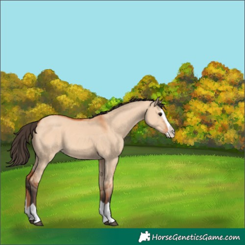 Horse Color:Bay Dun Splash