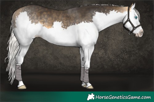Horse Color:Silver Buckskin Splash 