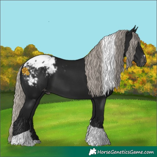 Horse Color:Gray Silver Brown Tobiano Appaloosa 