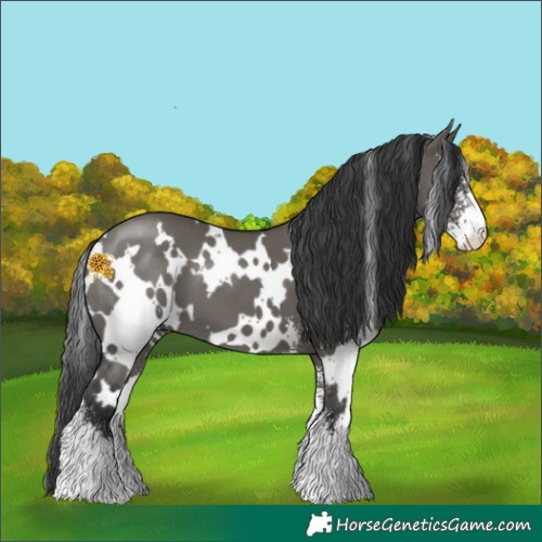 Horse Color:White Spotted Grullo Sabino 