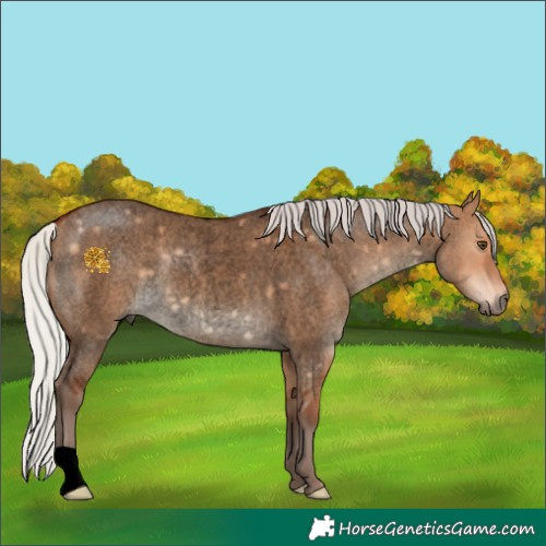 Horse Color:Void Silver Bay Roan Dun