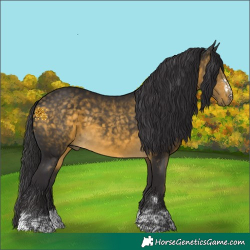 Horse Color:Buckskin 