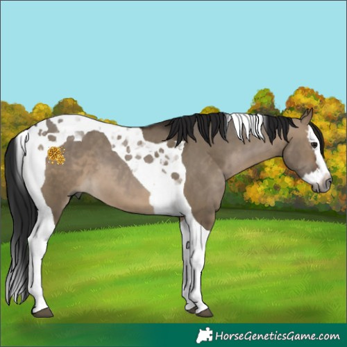 Horse Color:Gray Brown Dun Splash Tobiano 