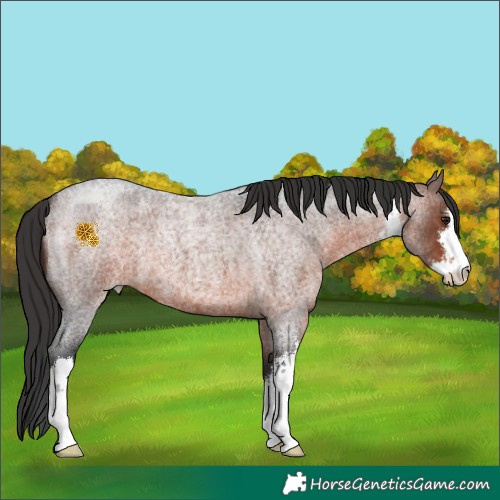 Horse Color:White Spotted Brown Roan