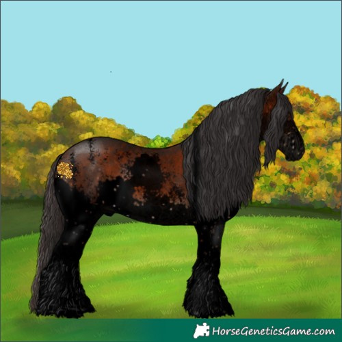 Horse Color:Void Brown Sabino Splash 