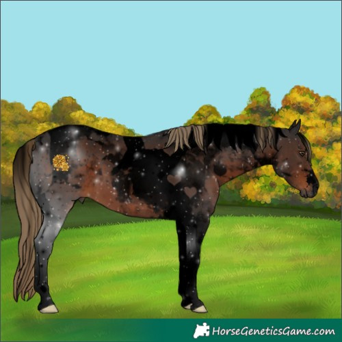 Horse Color:Gray Void Liver Chestnut Tobiano 