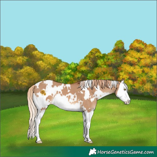 Horse Color:White Spotted Red Dun Splash 