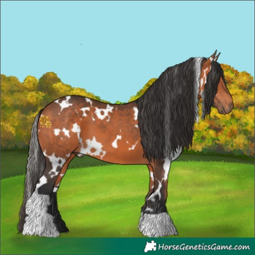 Horse Color:White Spotted Bay 