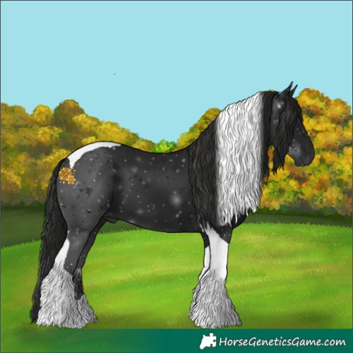 Horse Color:Gray Black Tobiano