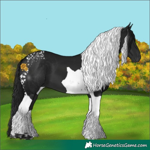 Horse Color:Gray Brown Tobiano 