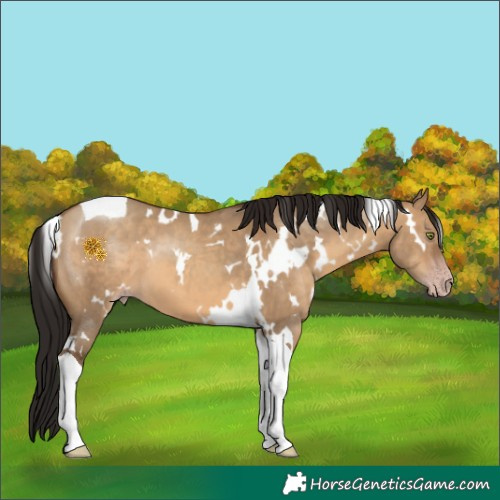 Horse Color:Gray White Spotted Amber Champagne Dun Tobiano 
