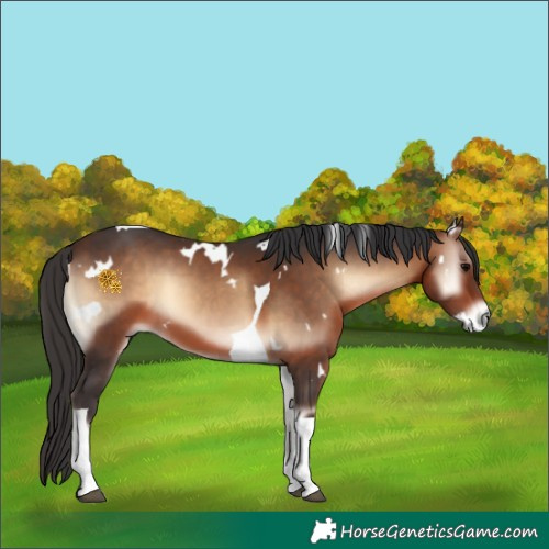 Horse Color:White Spotted Brown Onyx Tobiano 