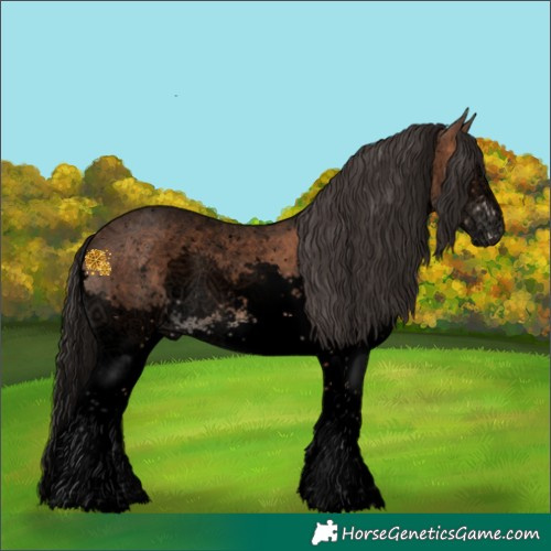 Horse Color:Void Brown Sabino Splash Appaloosa 