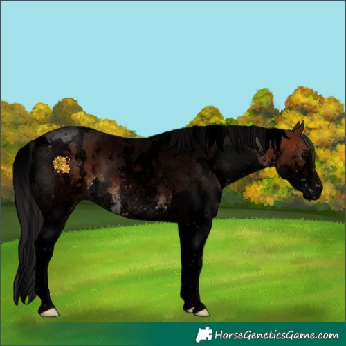 Horse Color:Void White Spotted Brown Sabino Splash 